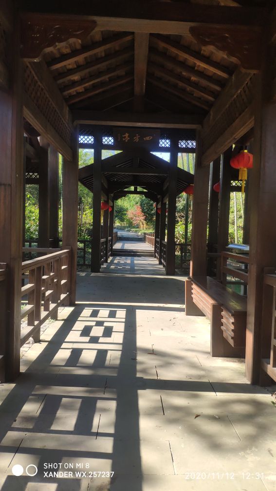 宜兴竹海十一月金色素材图片