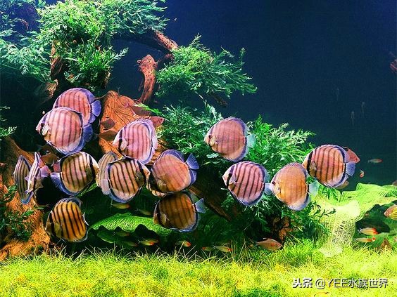 性价比高的鱼缸尺寸,60的鱼缸选高一点的还是矮一点的