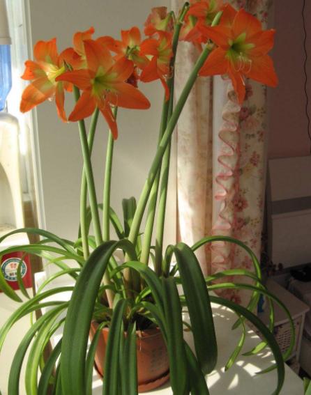 兰花换盆如何修剪根系,兰花换盆根系修剪