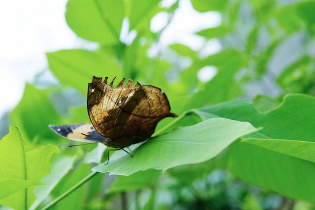 广东藏了一个世外桃源,广东九寨沟门票多少钱
