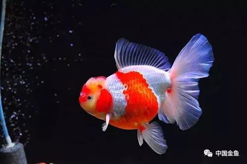 手把手教你打造真正的生态缸,如何打造一个20厘米的生态缸