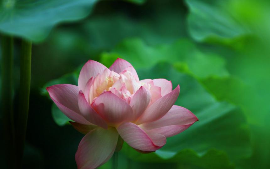 江南可采莲的唯美诗句,江南烟雨荷花的唯美诗句