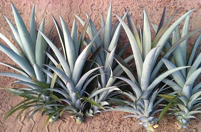 买回来剩下的菠萝头能重新栽种吗,吃菠萝剩下的菠萝头怎样种菠萝