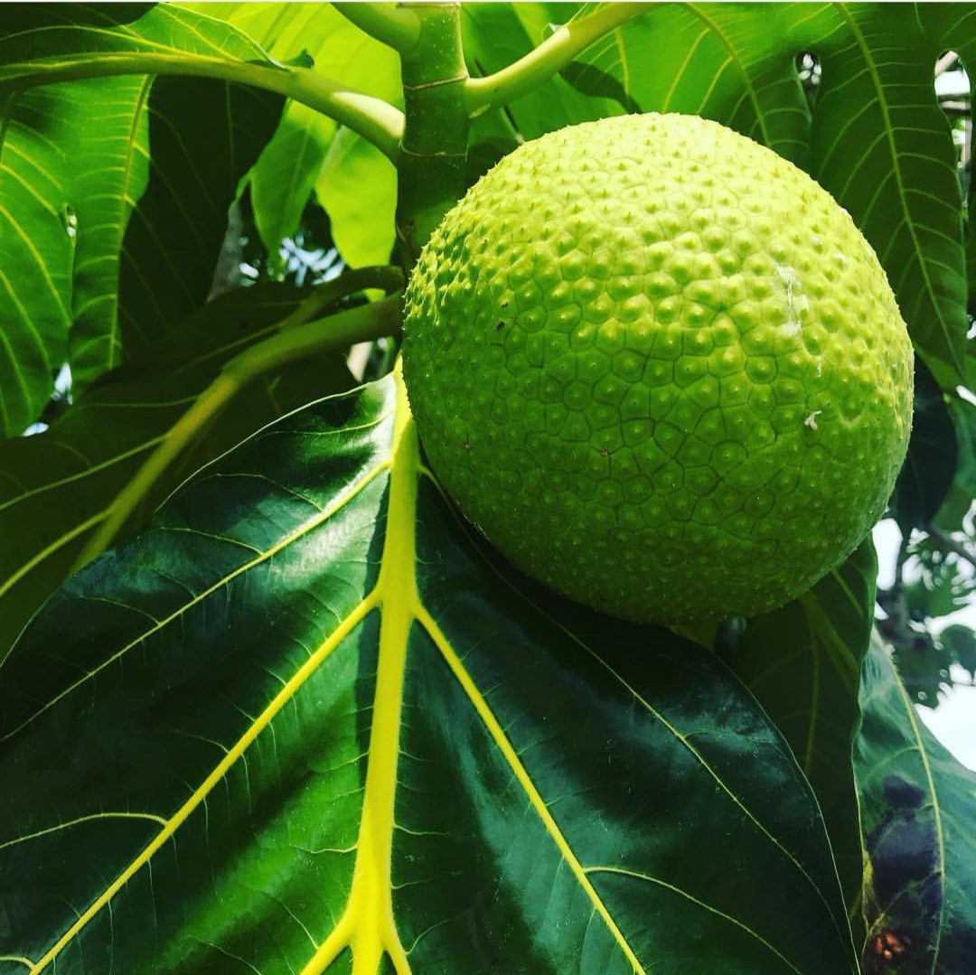 恶魔果实原型是什么水果,面包果是什么样子的