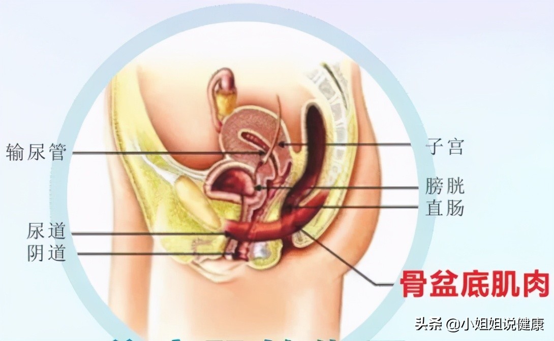 女性盆底器官脱垂判断严重程度,盆底脏器脱垂和膀胱脱垂怎么治疗