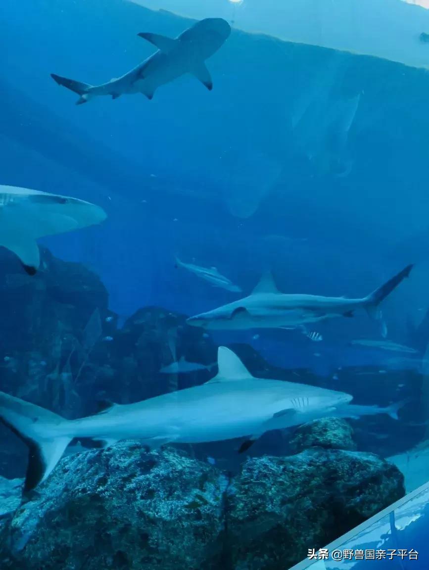 带孩子新加坡4天够玩吗,新加坡带孩子自由行几天