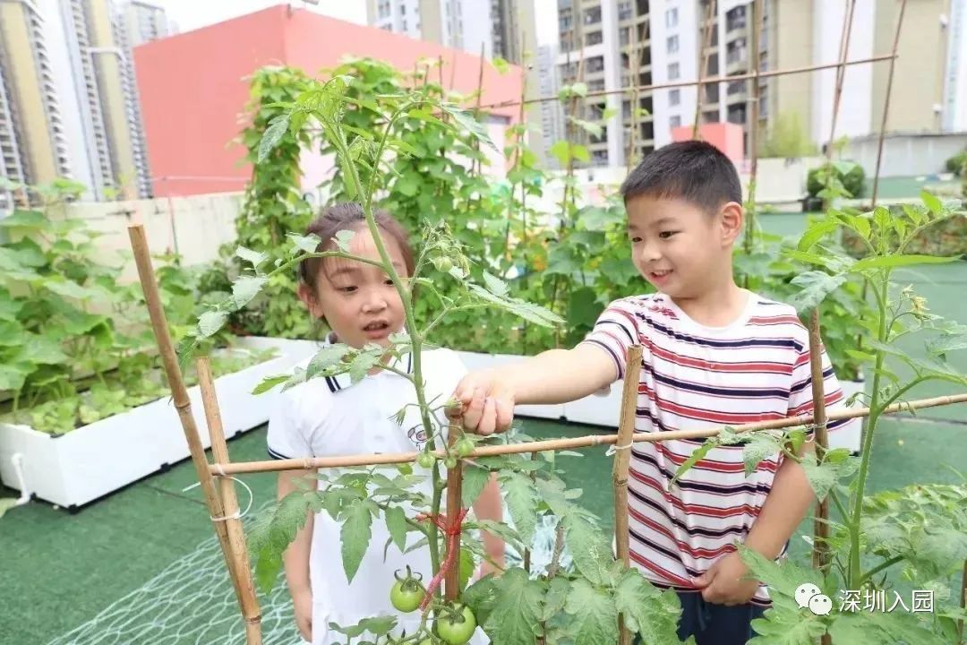 深圳十大最好的幼儿园,有钱你也上不了的深圳四所学校