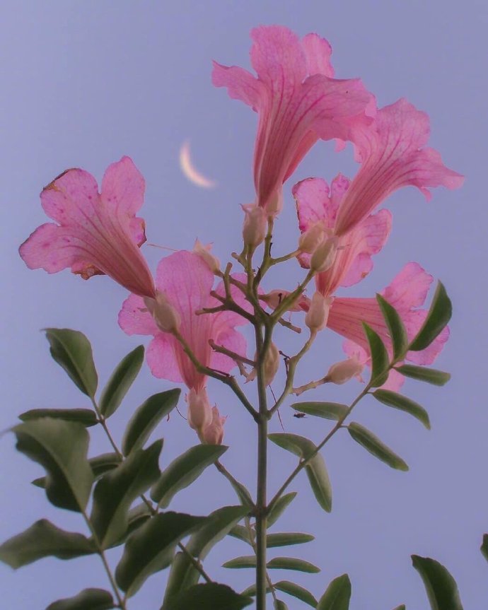 英语句子常用句型,初中英语课堂实用英语口语