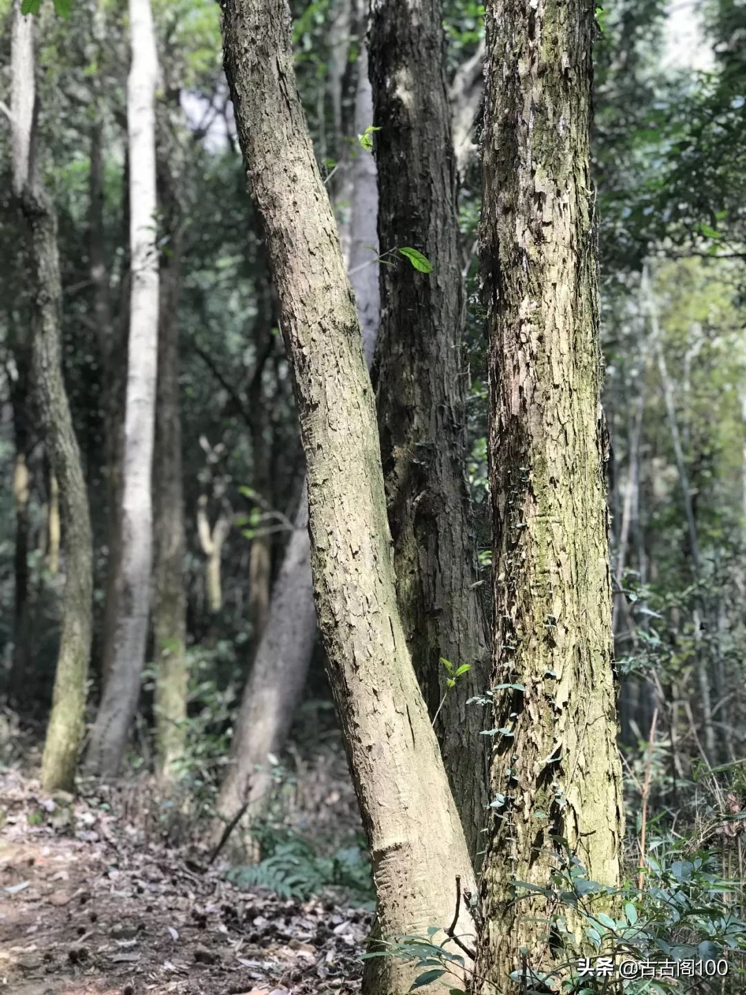 越王峥大峡谷：风景壮美，迷倒众生