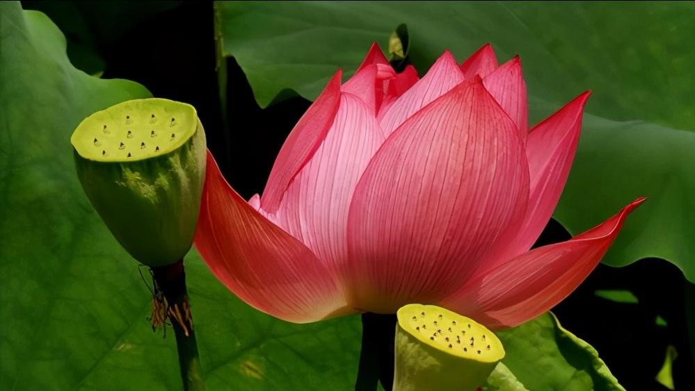 杜甫绝句中描写荷花的诗句,爱莲说中有几种描写荷花的诗句