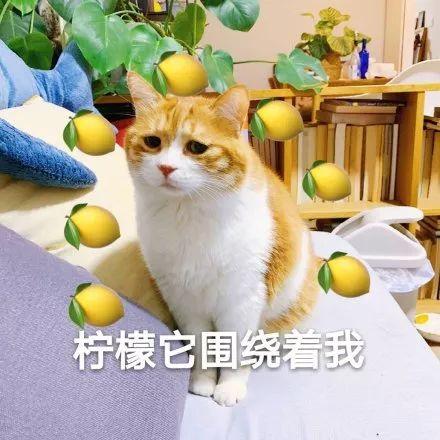 zara新品完整版,zara活力跃动bergamot柠檬精香水