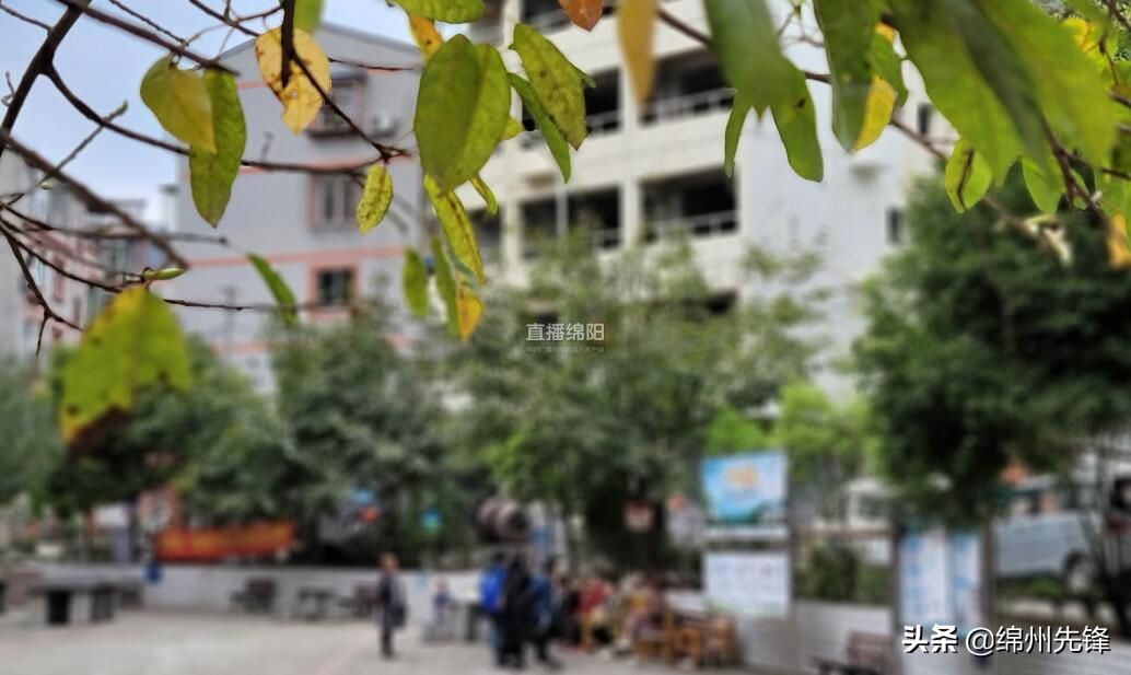 免费的狗疫苗,免费犬疫苗