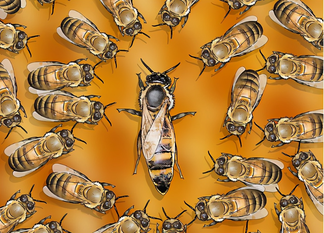 土养蜜蜂换王怎样方便找到蜂王,蜜蜂二十多只带一个蜂王怎么养殖