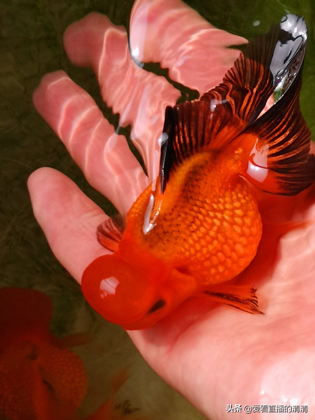 家里面养几条小金鱼好,家里养小金鱼几条最合适