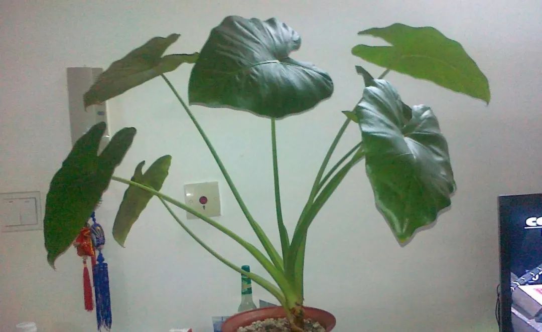 养护滴水观音,滴水观音怎样养护才好养