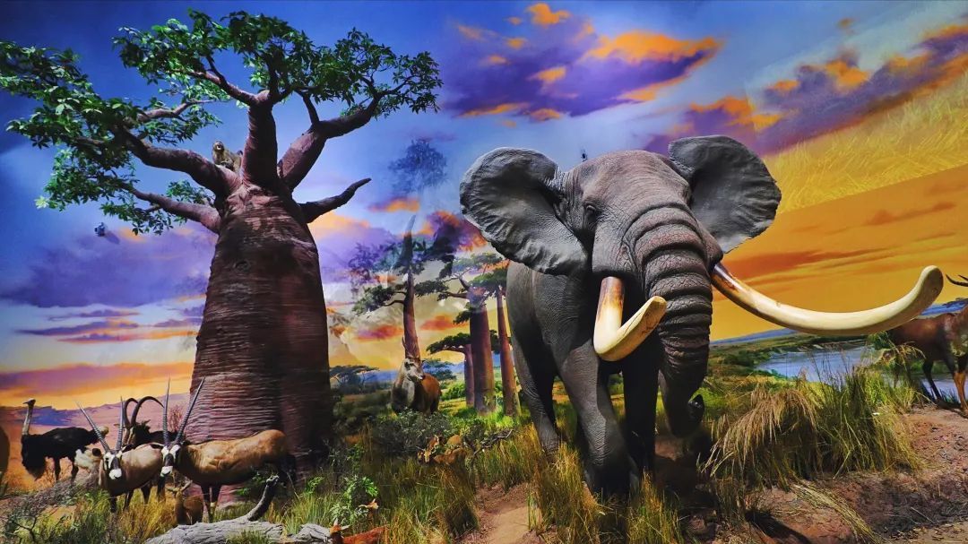 青岛贝林自然博物馆,青岛贝林博物馆门票优惠政策