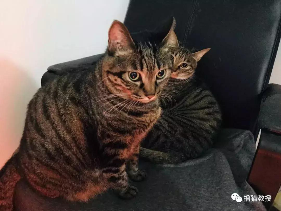 猫咪的怪癖铲屎官你们都知道吗,铲屎官养的猫咪有多厉害