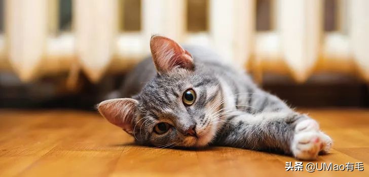 小猫咪托运怎样才最安全,如何托运小猫咪