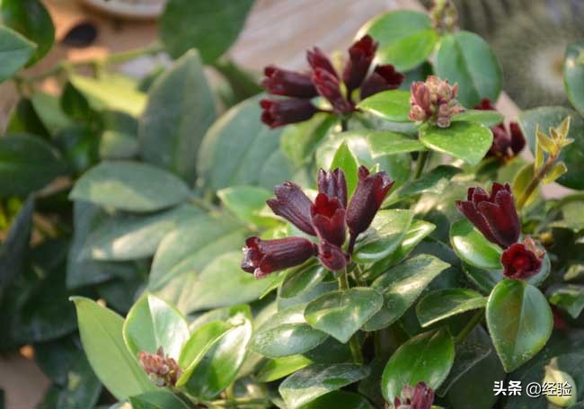 口红吊兰掉花苞什么原因,卷叶口红吊兰怎么养