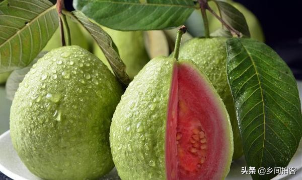 新发现一种北方人没吃过的水果,这些新奇水果你们吃过吗