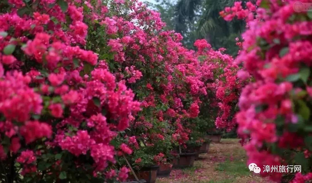 漳州市景点收藏榜,漳州古城景点攻略