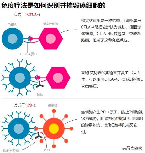 癌症免疫疗法新突破,什么叫做免疫疗法