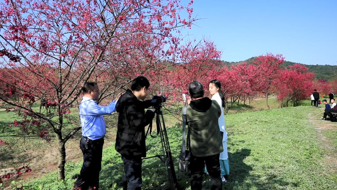 好嗨“游”（11）|这一片早樱还不去赏，错过又得等一年