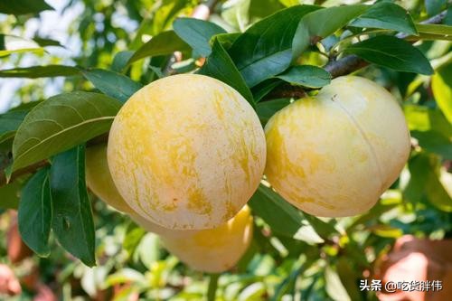 株洲河西美食前十名,株洲网红美食打卡地