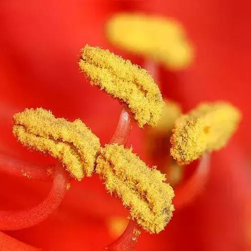 狗狗身上出红疹,原因很多速就诊