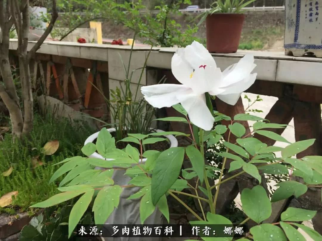 篱笆花开情常在，守你一生不变！