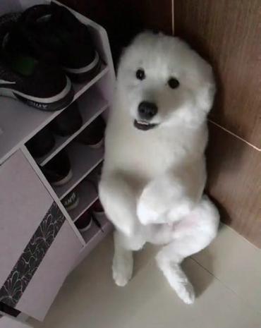 萨摩耶被主人套路完整版,萨摩耶把10斤的酒桶咬坏了