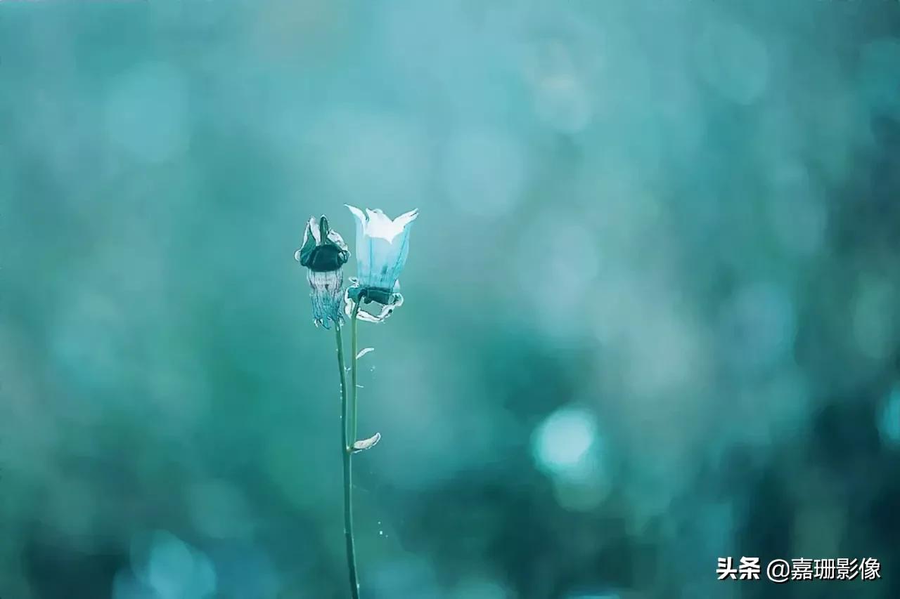 看看花容,听听花语2020年我镜头里的百种花卉