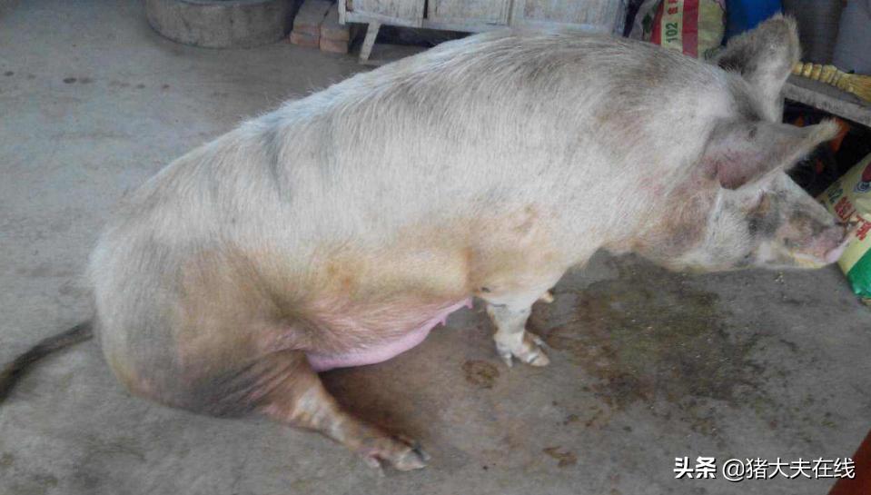 夏季母猪胀气的原因及防治措施,母猪肚子胀气突然死亡怎么回事