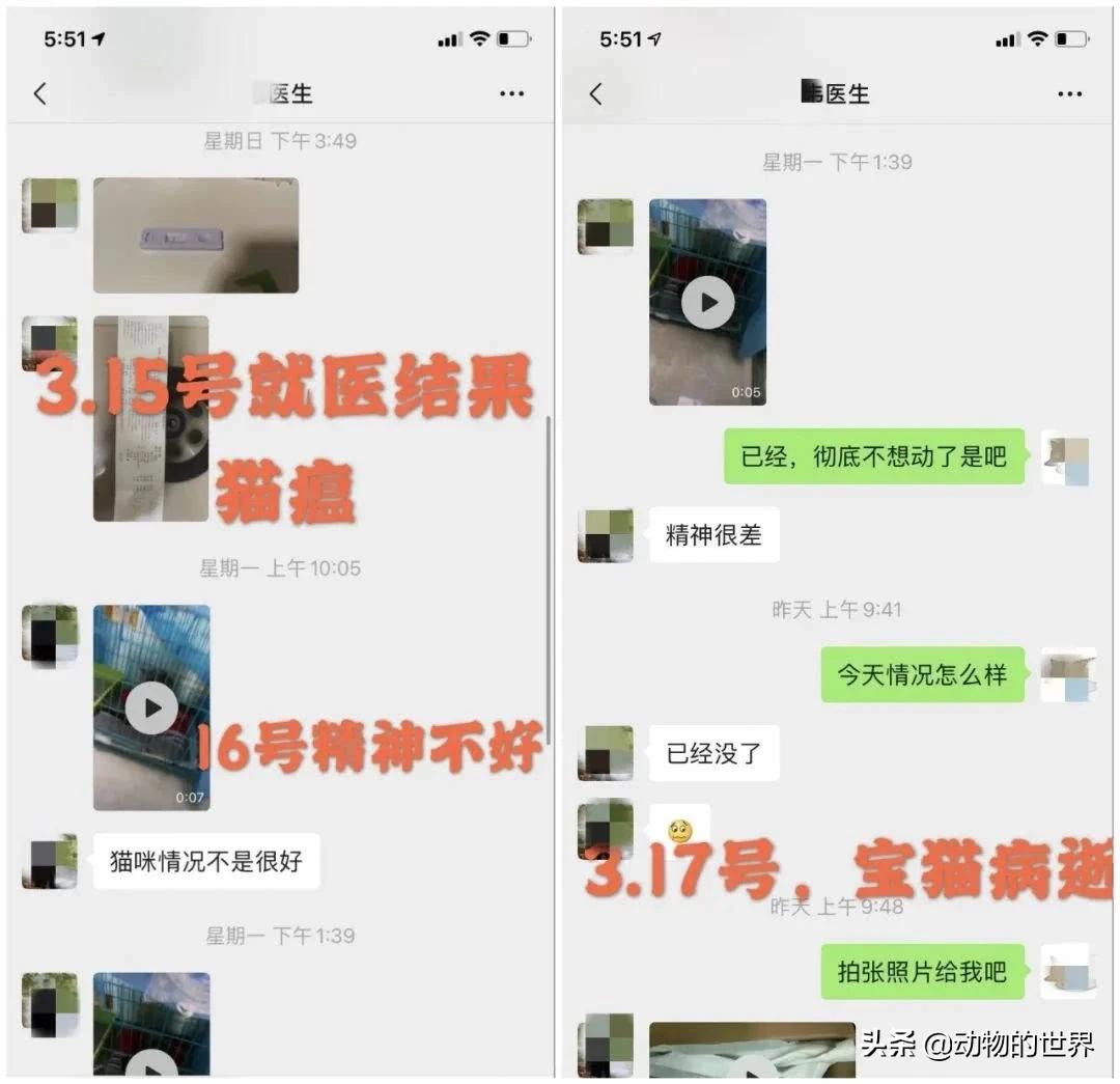 在网上买400多的缅因可以吗,一万多买的缅因猫死了