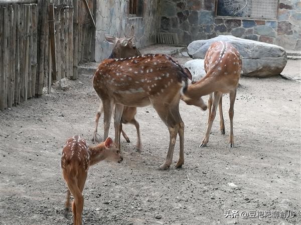 亲子游玩动物园地点推荐,假期亲子去哪玩
