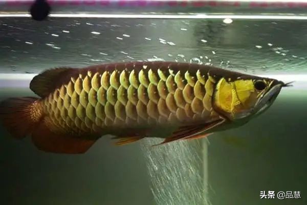 十种便宜又漂亮的龙鱼,一旦拥有别无所求是什么广告
