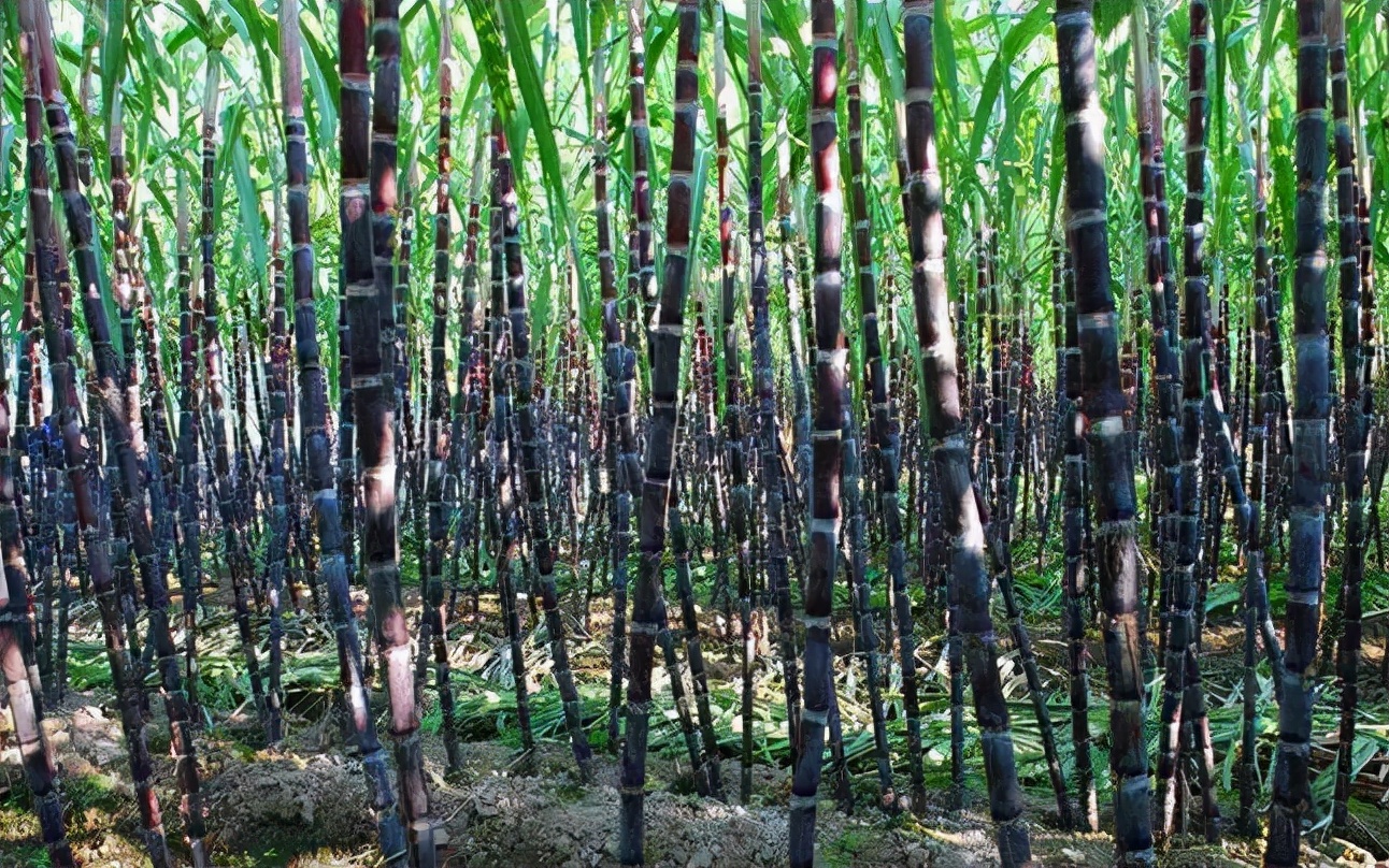 秋天的第一杯手工古法黑糖水，充满甜蜜和温暖