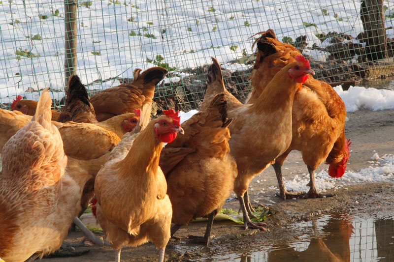 鸡鸭鹅关节肿大吃什么药,鸡鸭鹅肿头肿脸