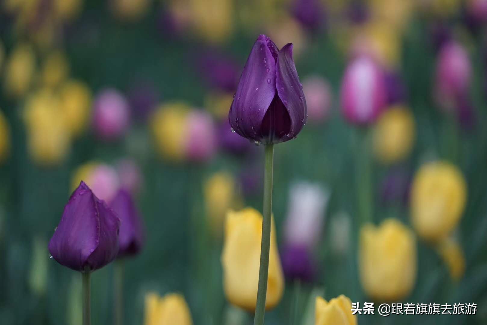 北京香山郁金香,帝都郁金香