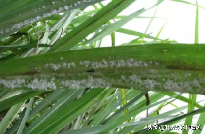 八月甘蔗有什么虫害吗,136甘蔗品种虫害多吗