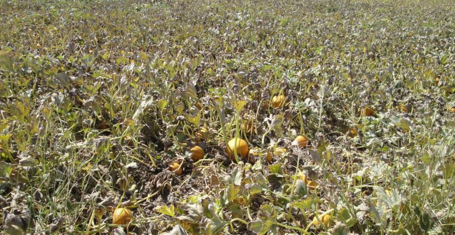 白瓜子是南瓜种子吗,南瓜种子选什么品种好吃