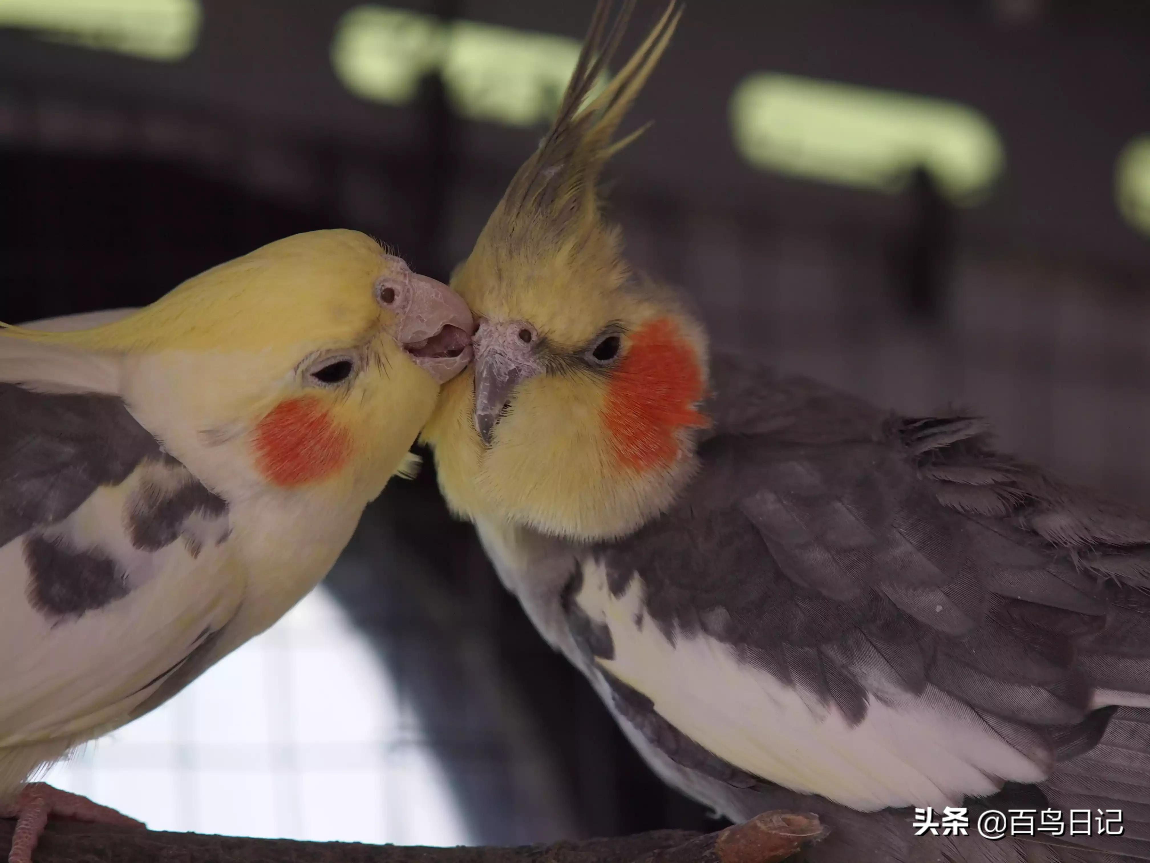 第五十三课：养鸟太麻烦？这5种低价宠物鸟可能更适合你