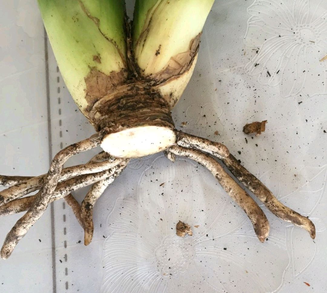 君子兰发根用什么方法最快最好,君子兰用什么发根最快