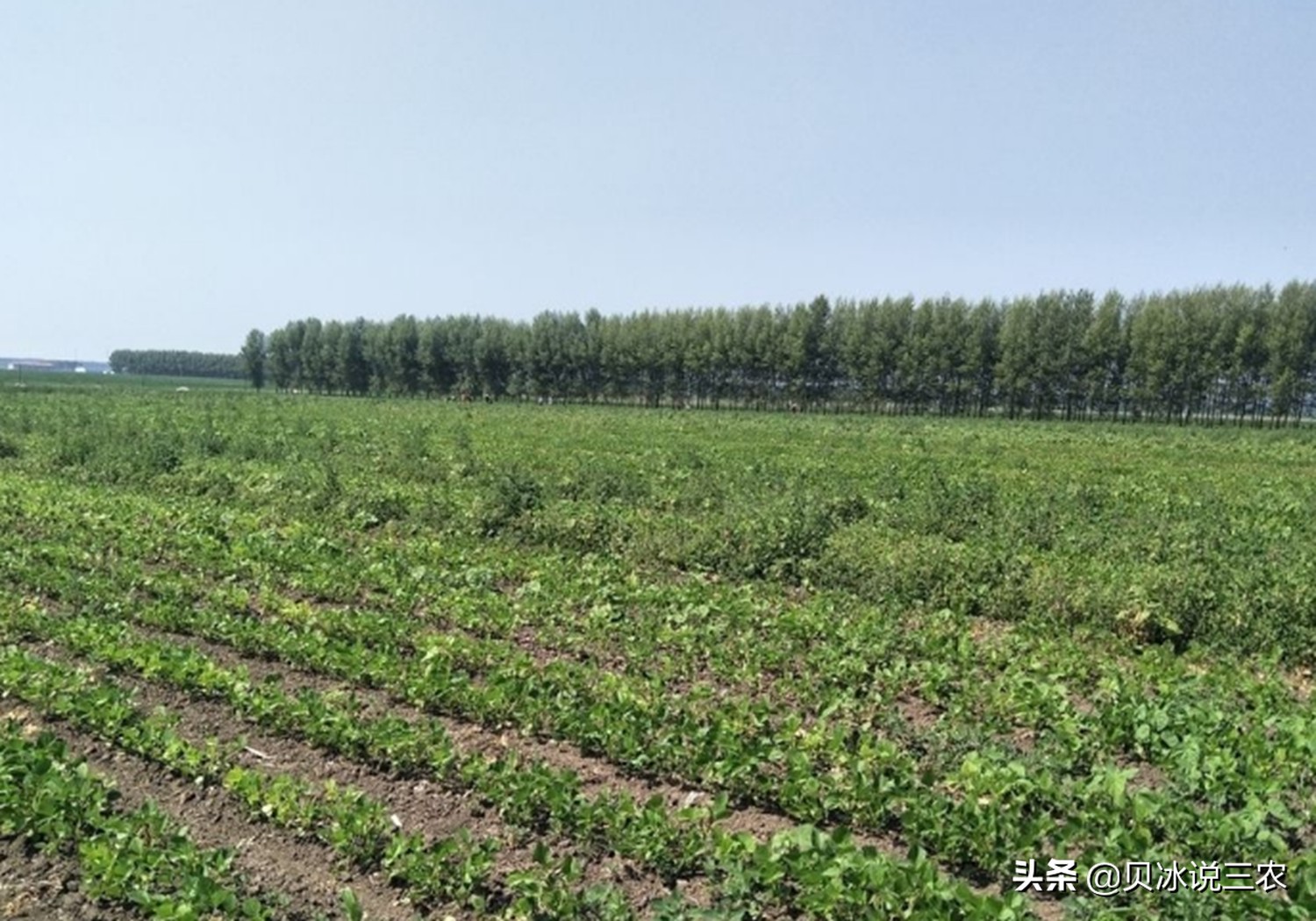 红小豆什么时候种生长期多少天,红小豆种植技术和方法