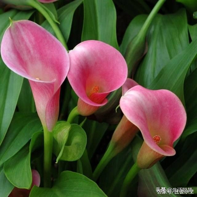 如何救活马蹄莲,马蹄莲叶子发软怎么处理