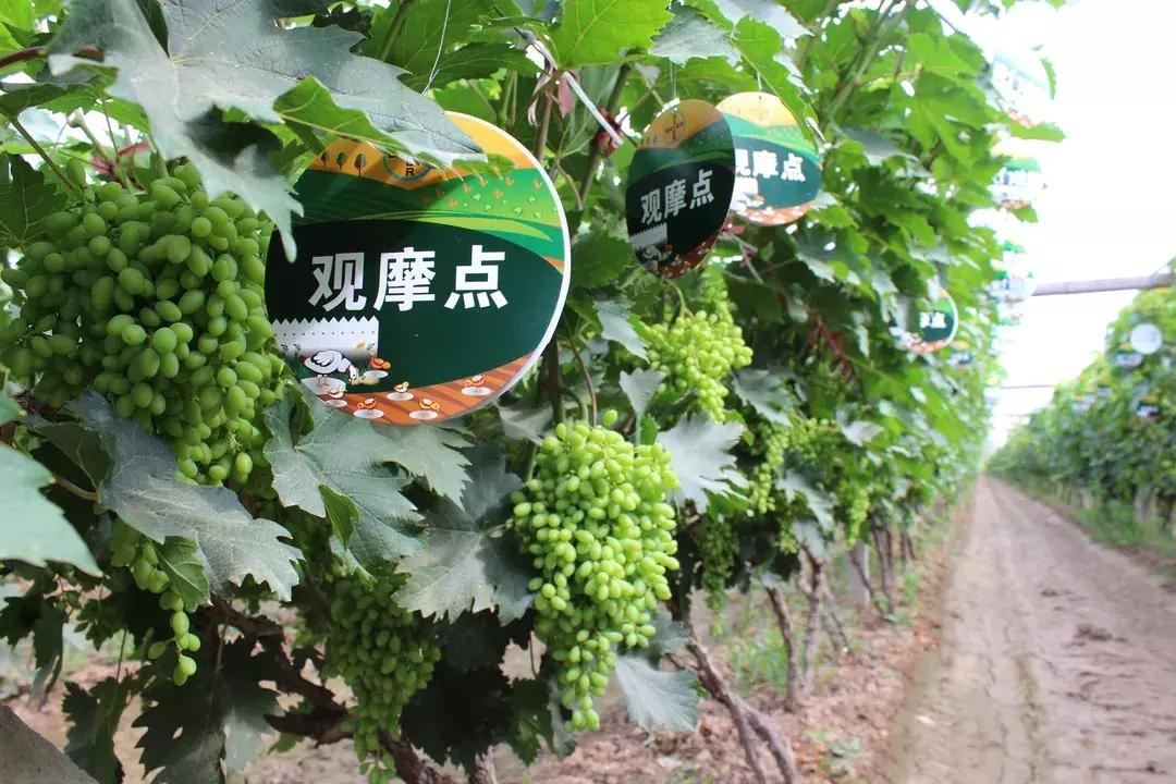 30亩葡萄园农场怎么利润最大化,10亩葡萄园一年能赚多少钱