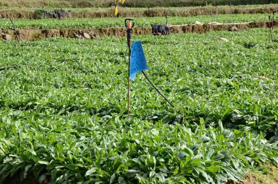 什么农药防虫最快最好用,十种常见农药治病