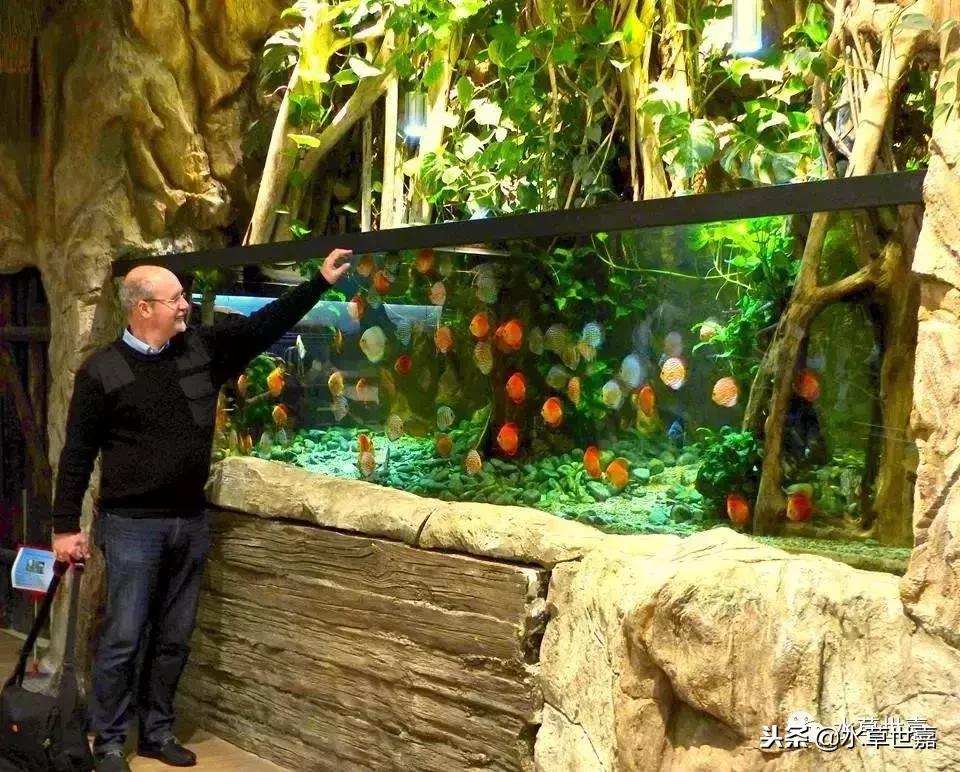 七彩神仙鱼水族箱布景,七彩神仙鱼苗繁殖技术