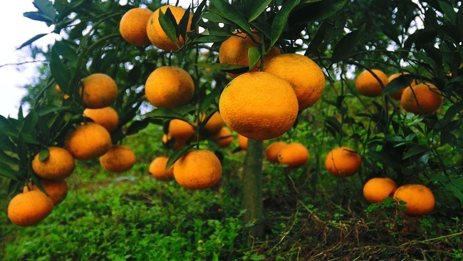 柑橘种植柑橘裂皮病的防治方法,柑桔管理技术及病虫害防治