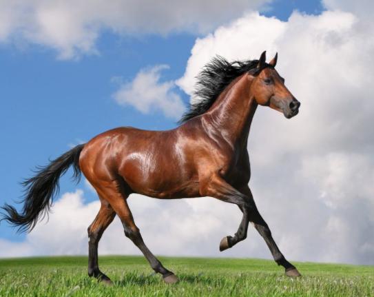 十大珍稀皮料,珍稀皮革